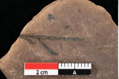 Foto (Detailansicht) von Widdringtonia ungeri Endl. (NHMW-GEO-2024-0188-0142)